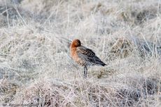 Uferschnepfe (4 von 6).jpg